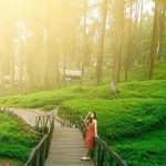 Destinasi Wisata Purwokerto dengan Pemandangan Luar Biasa Hutan Pinus Limpakuwus