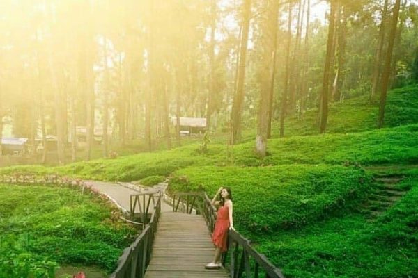 Destinasi Wisata Purwokerto dengan Pemandangan Luar Biasa Hutan Pinus Limpakuwus