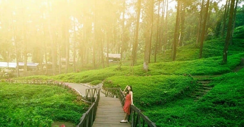 Destinasi Wisata Purwokerto dengan Pemandangan Luar Biasa Hutan Pinus Limpakuwus